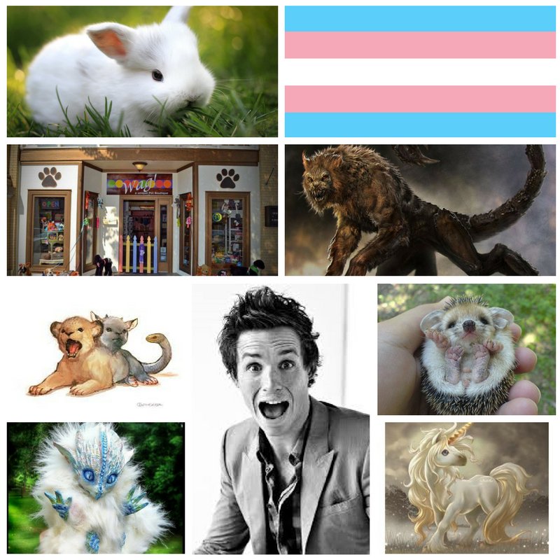 "Welcome to my pet shop"

Not new to character or rp
2+ years
#AussieRper
Modern!AU
Pet shop owner
Trans male (He/They)
Rt?
Like for starter