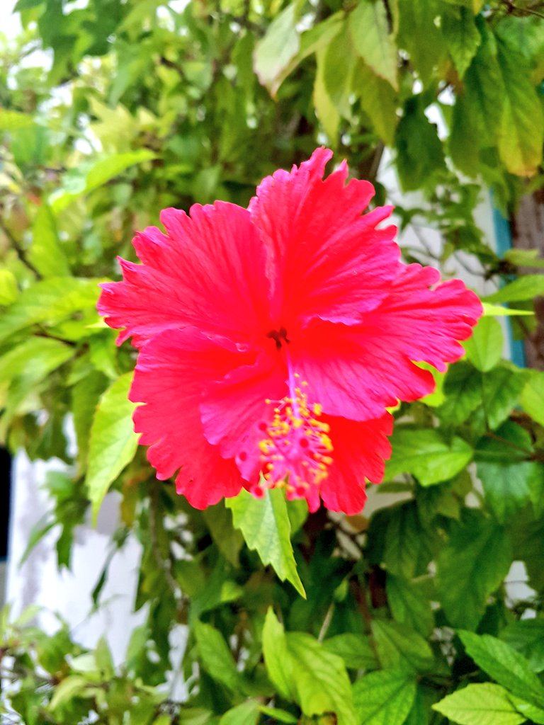 xiyan2127's tweet photo. Red Tea flower... hehe. #Red #Flower #Beautiful #Happiness. https://t.co/ax7u9j68pK