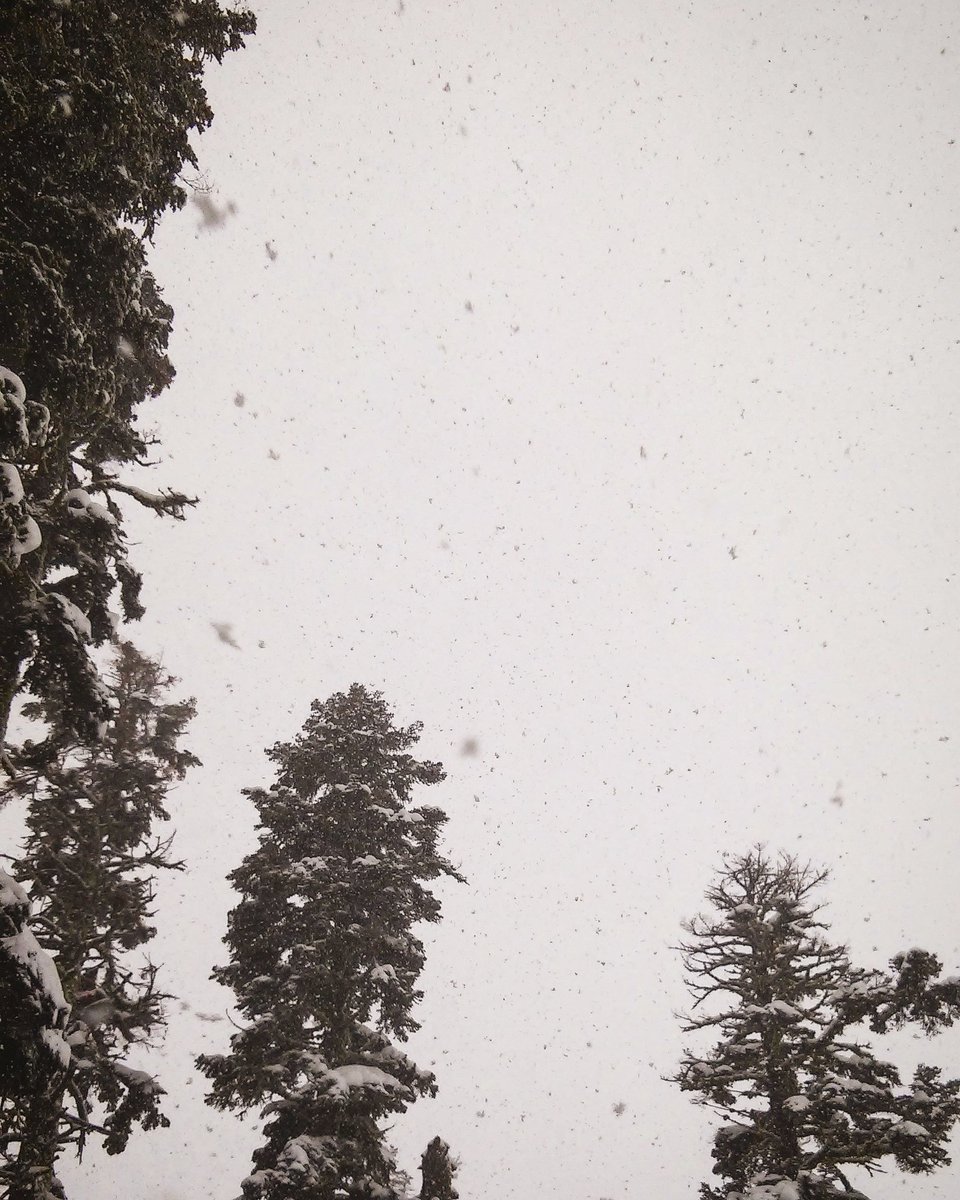 run4snow's tweet photo. Snowing ❄ #Snowing #snowday #snowfalling #somuchsnow #sierraattahoe #california #SouthLakeTahoe #sierratrees #powderhounds #livetoride #cal https://t.co/Hp8nKZu6Mk