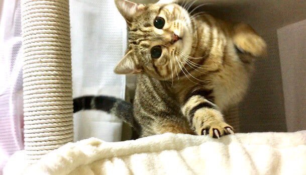 kirichan33's tweet photo. ※同じにゃんこです https://t.co/KLCiLkWZuW