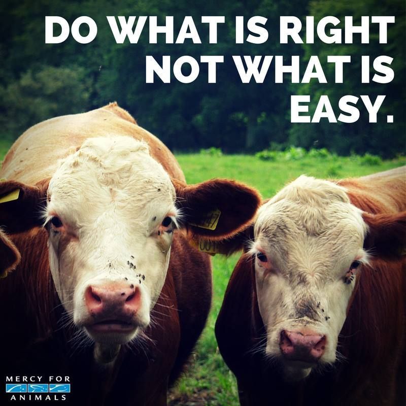MercyForAnimals's tweet photo. Do what is right. Not what is easy. https://t.co/FB2oFceFM7