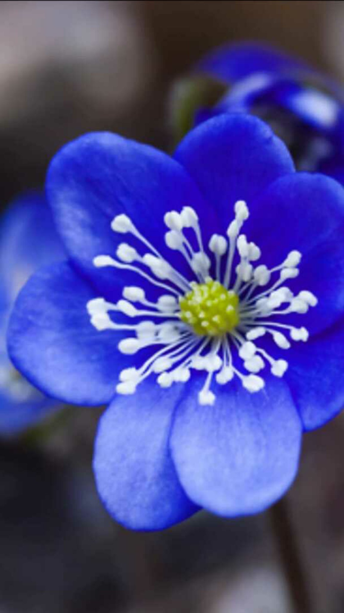 Sadao Kuzume 学名 Hepatica Nobilis 英名 Hepatica Liverwort Livehead 科 属 キンポウゲ科ミスミソウ属 別名 ユキワリソウ スハマソウ 開花 ２月 ５月 ミスミソウ 花言葉 自信 はにかみ屋 T Co Wggha7pfs9 Twitter
