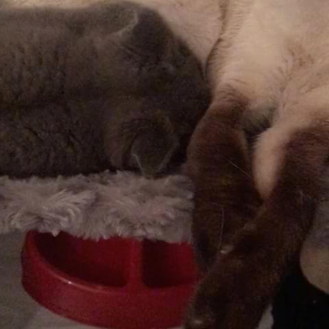 AudyRinald's tweet photo. #espresso #Chartreux #Cat #fur #pets #kitten drink milk from another cats.... #audysaurus https://t.co/k3rt41Q4l2