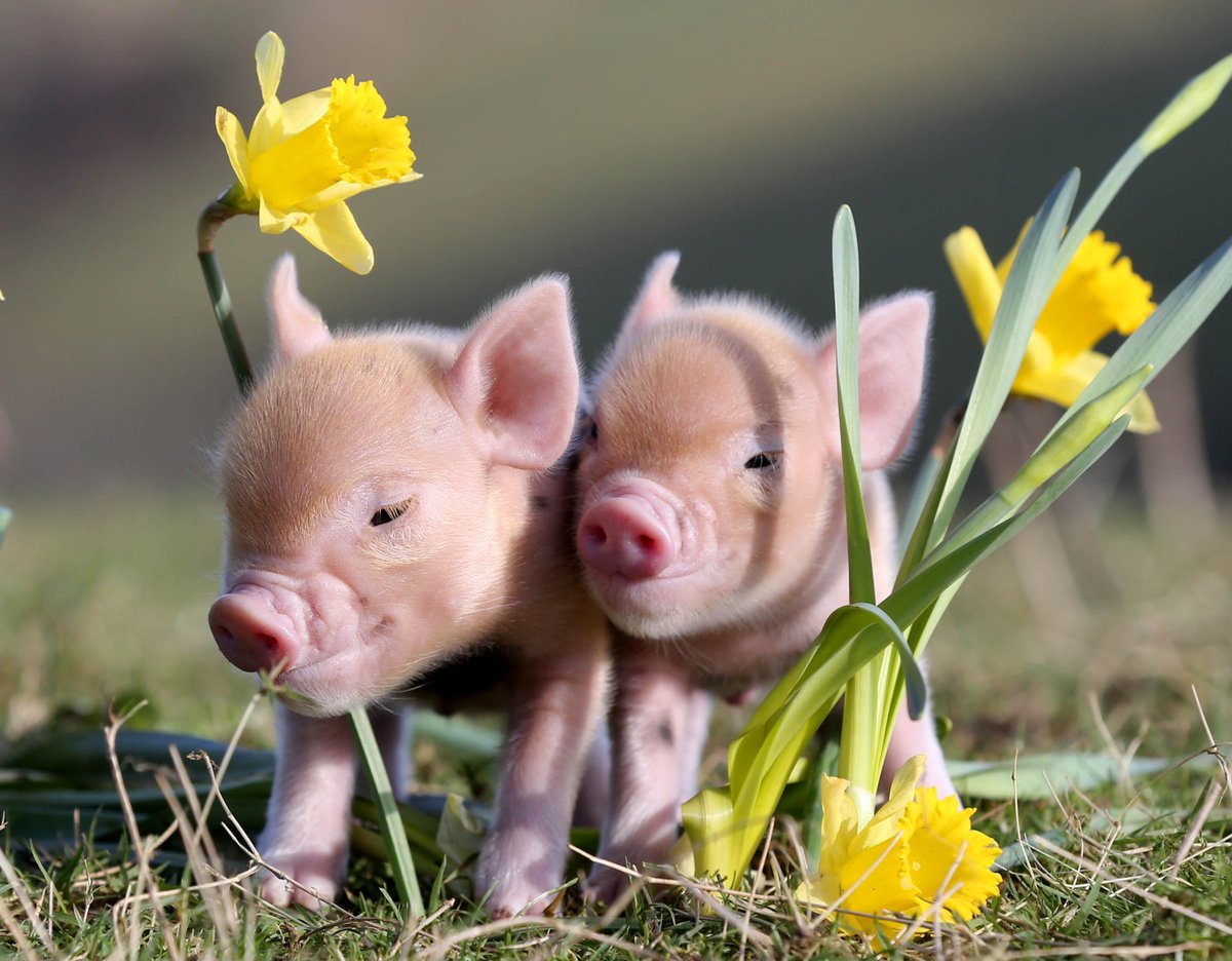 PennywellFarm's tweet photo. Definitely a strong hint of #spring in the air today! https://t.co/EPxT26aNA6