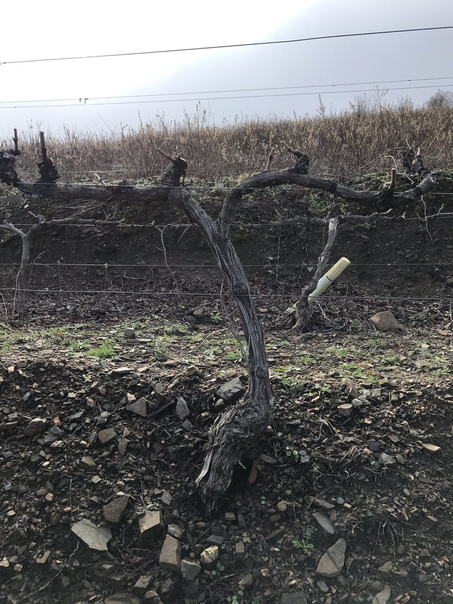 Winezpia tweet media