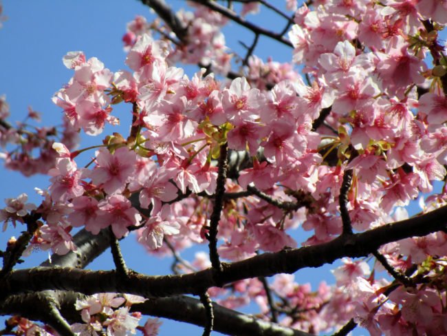 ichigoichielove's tweet image. Kawazu-Zakura — Izu&apos;s Early Blooming Cherry Blossoms 
bit.ly/2m3JrmV #hanami #cherryblossoms #fuckyeahspring #sakura