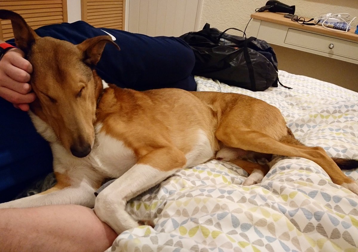 ViggoTheSmooth's tweet photo. Nap time on daddy! https://t.co/ThyAnw2eqq