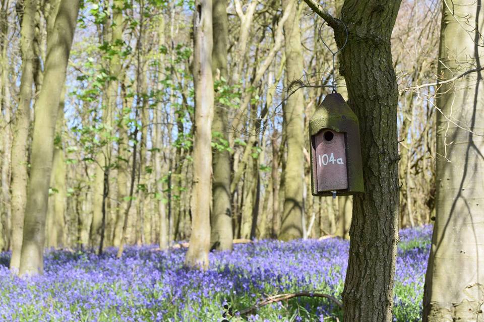 WythamWoods's tweet photo. Nice to see Oxford University trending...  did you know the University also owns #wythamwoods? #oxford #universityofoxford https://t.co/xgFLzZLGNI