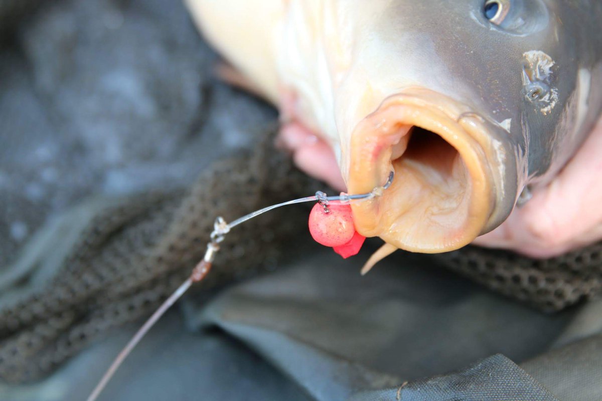 koi152's tweet photo. Fishing over a bed of meatymite and a cherry poppers on the hook https://t.co/7i9ET7m5hR #bait #cherryrig https://t.co/pKtYKgZ29f