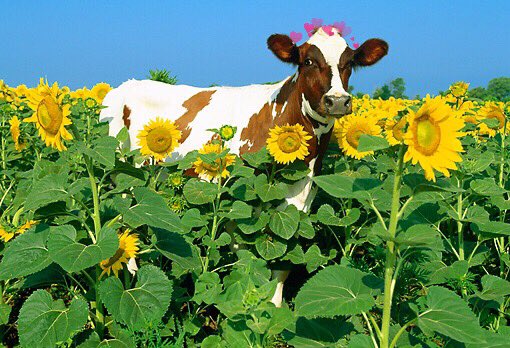 Cows &amp; sunflowers