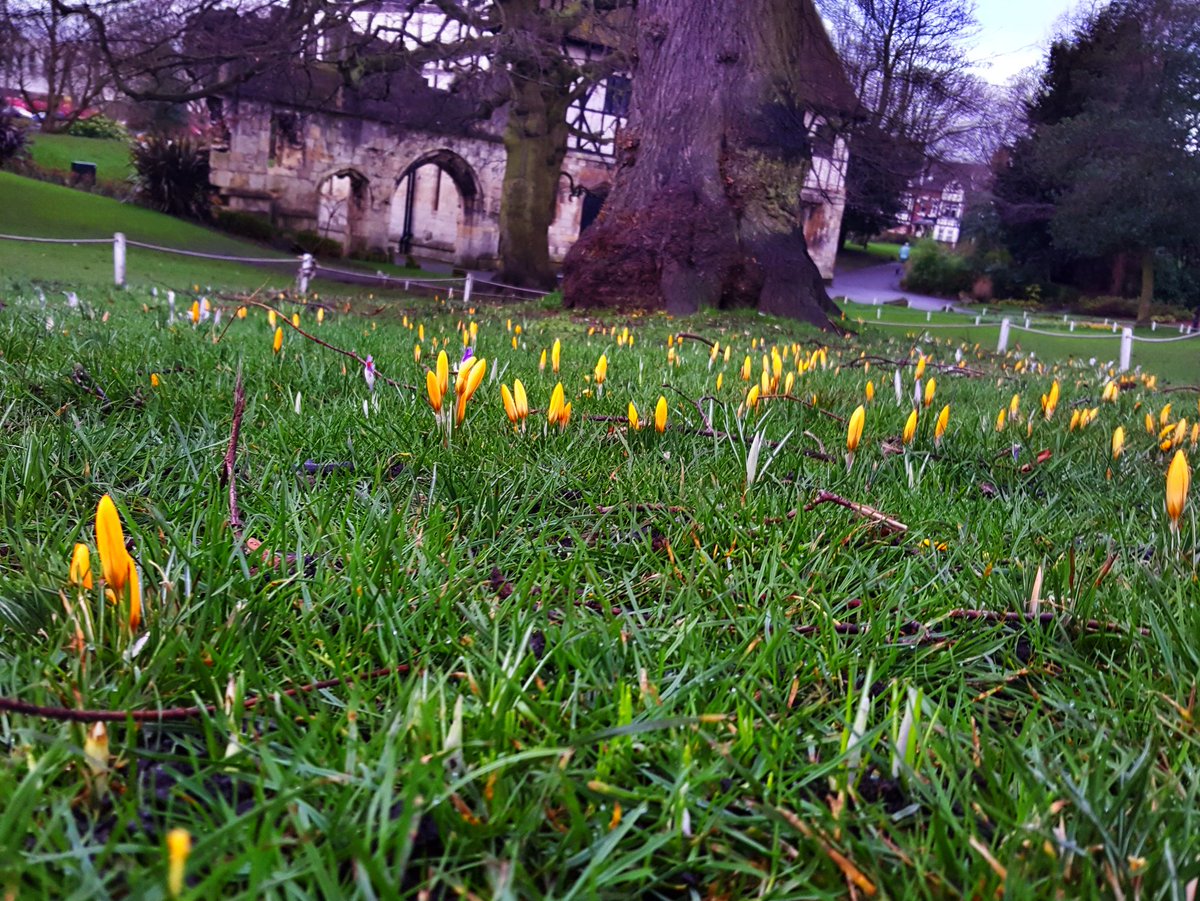 No21York's tweet photo. Morning walks with Andrea and Nate

Sunrise, Rowers &amp; Crocuses

#LendleBridge #RiverOuse #Sunrise #DayBreak #YorkMuseumGardens #Hospitium https://t.co/dfVKX1M9Iq