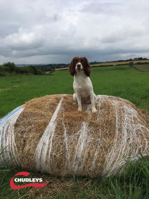 ChudleysDog's tweet photo. Thanks to Laura Jennifer who captured this image of Cassie outdoors. Who's out in the field with their working dogs? #ChudleysForLife https://t.co/to3mO16kep