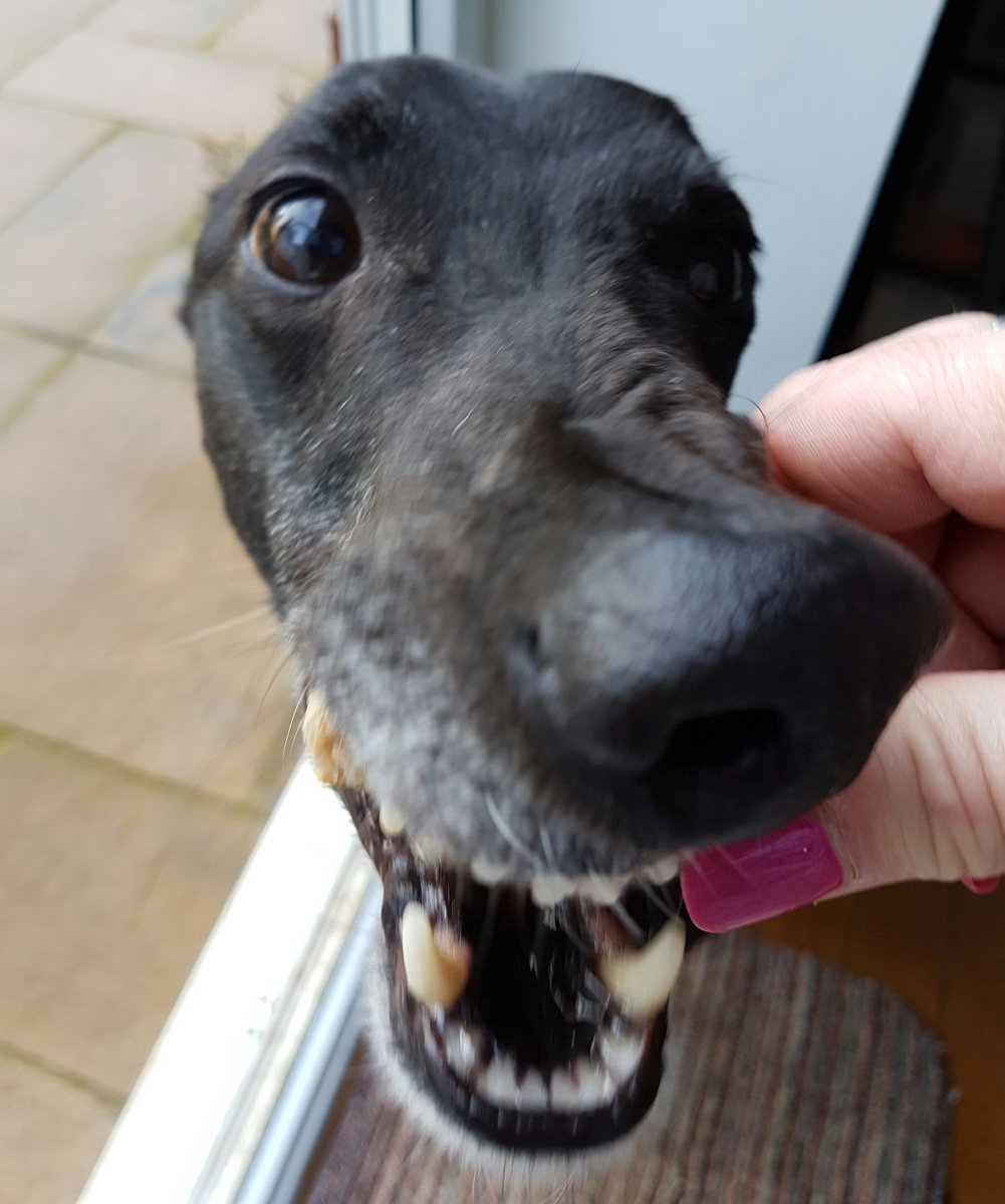 samsBellabob's tweet photo. My nose went all bendy for a sausage!
#AdoptAGreyhound https://t.co/8SWLFsc0oq