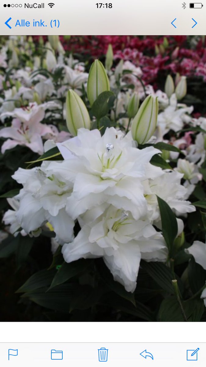 leek_herwin's tweet photo. Igh tulpen en Lelieshow 23-25 februari! Witte paal 334, Schagen. https://t.co/57UNWKTWHM