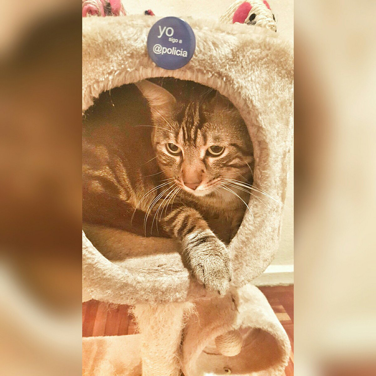 policia's tweet photo. Por todos los mininos 🐈🐱 que nos dan amor y compañía ¡Feliz #DiaInternacionalDelGato! Contra el #MaltratoAnimal y el abandono. We❤ #animals https://t.co/1OdFPjDKKv