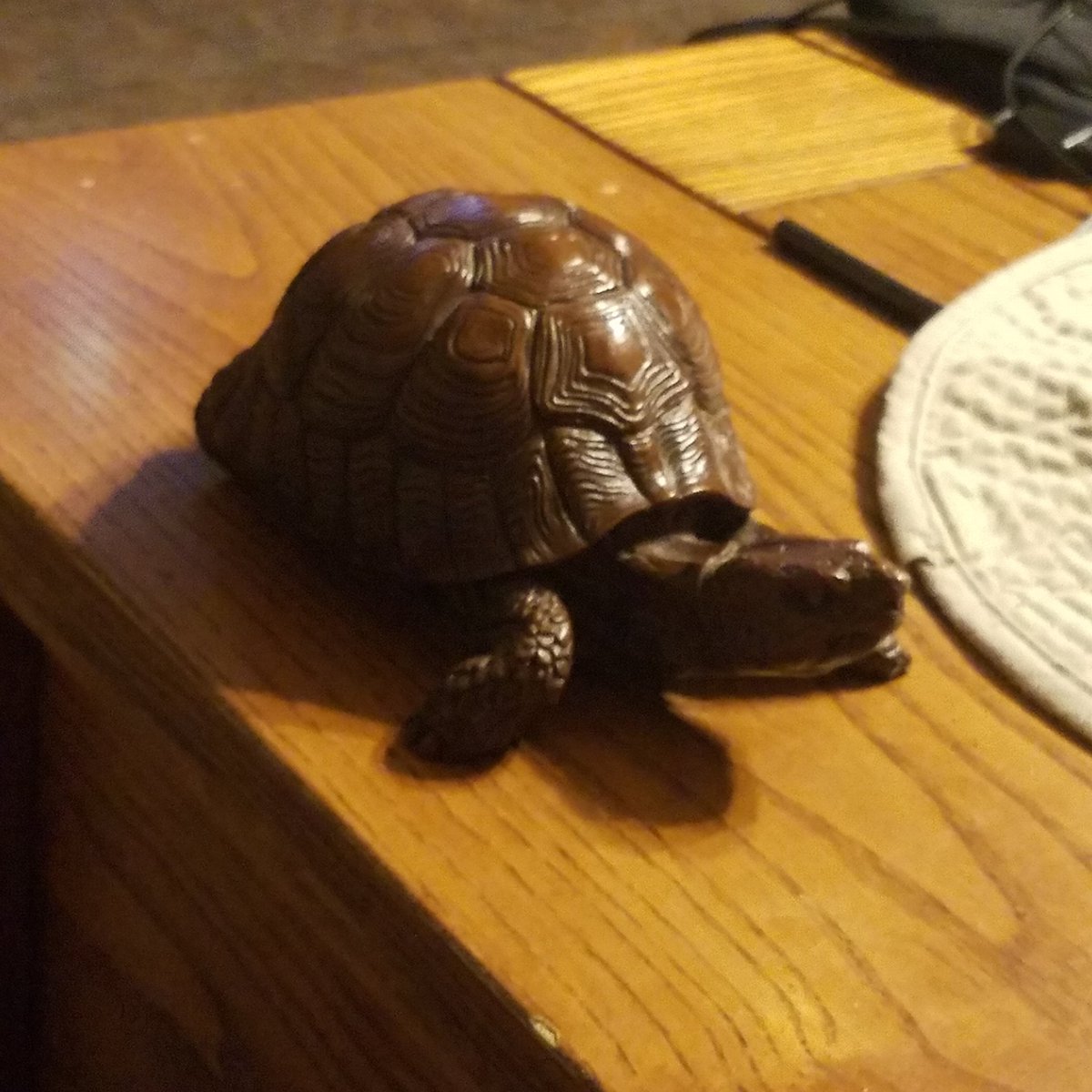 Turtle_Shell2 tweet picture