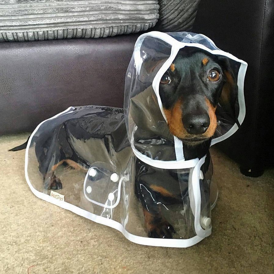 Was ein #Hundewetter heute - und dann ist auch noch #Montag. Wir wünschen dennoch einen guten #Wochenstart. @bryantheminiaturedachshund
