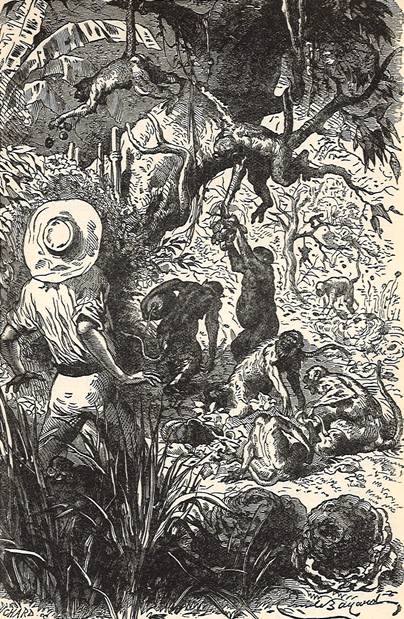 BrookesLibrary's tweet image. ‘Monkeys at Mischief’ in the tale of the Swiss Family Robinson #libraryexhibition