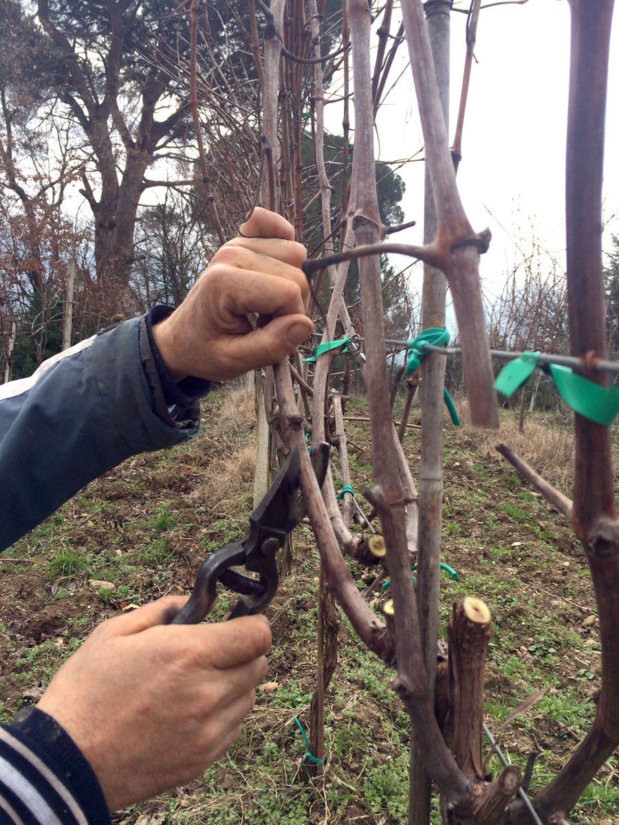 600grotte's tweet photo. #ilciclodellavite: così accudiamo le nostre #vigne
#600grotte #potatura #recepit #guarnaccino #basilicata #berebasilicata #chiaromonte https://t.co/ODgj2X8kYf