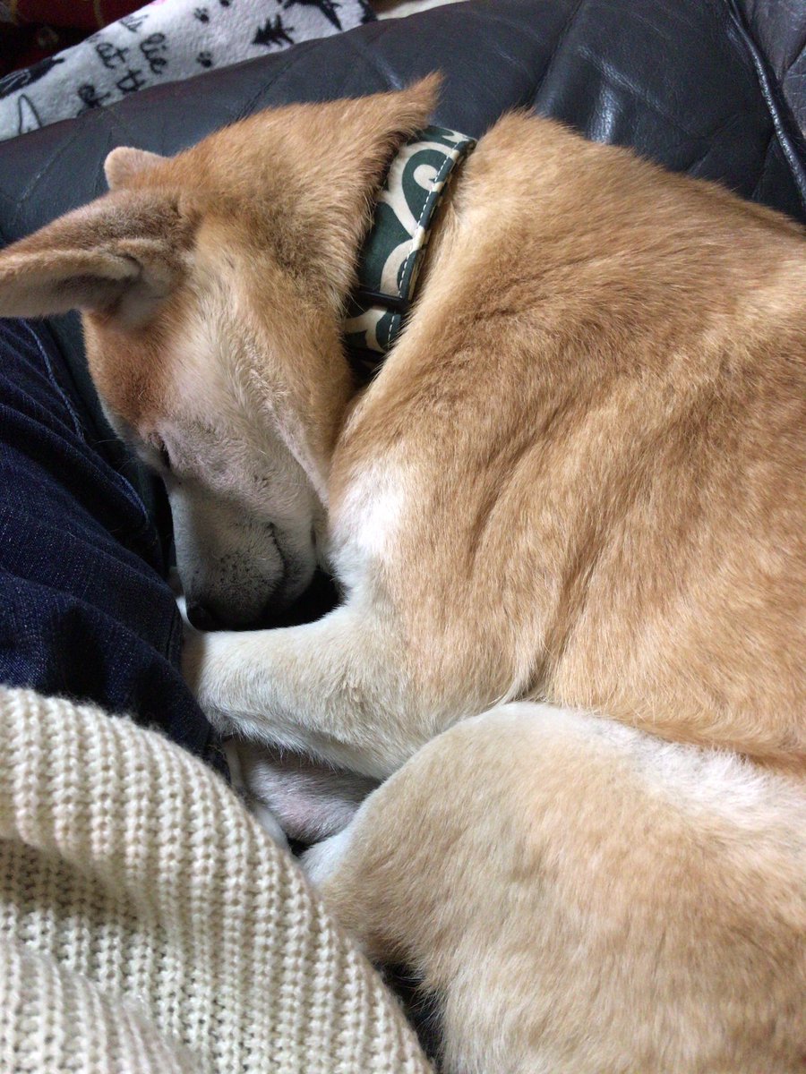 スヤ と平和な寝姿に癒される タイムラインを寝ているお犬でいっぱいにしよう 3ページ目 Togetter スヤ と平和な寝姿に癒される タイムラインを寝ているお犬でいっぱいにしよう 3ページ目 Togetter