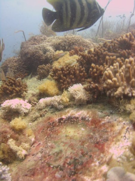 scubawhere's tweet photo. Porthole on the SS Yongala, Australia captured by scubathomas our MD #yongala #australia #diving #scuba #scubawhere #reservationsmadesimple https://t.co/mj5cdeHT8g