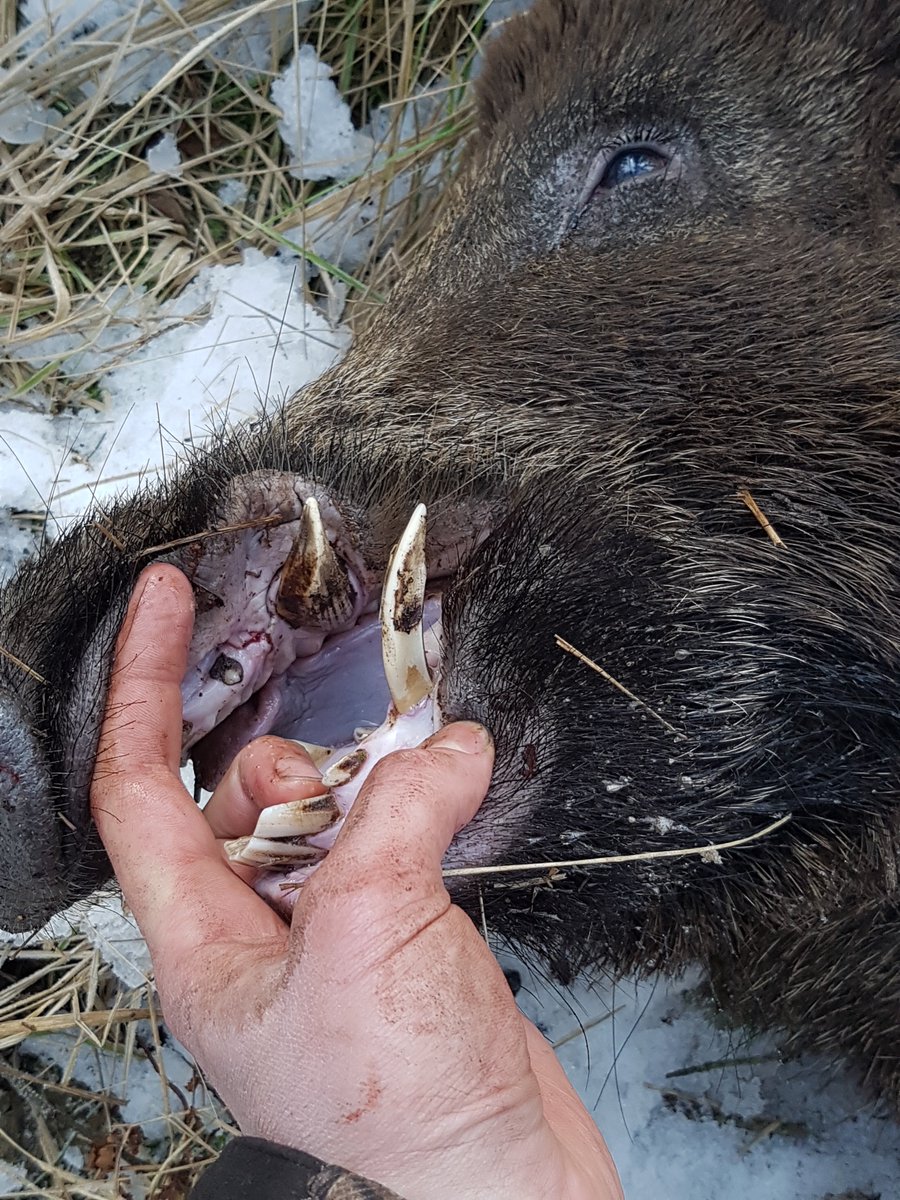 Jaeger_Magazin's tweet photo. neuen #Blogbericht -  Die #Wilddiebe - Der letzte #Jagdtag auf #Schalenwild

#jagen #jäger #sauen #keiler
https://t.co/MaNXIWYRFj https://t.co/O3uzmZD4Oz