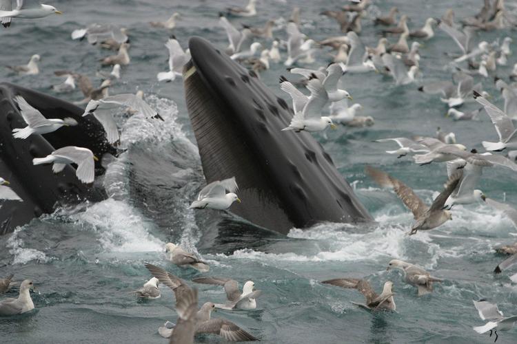 Havforskningsinstituttet tweet media