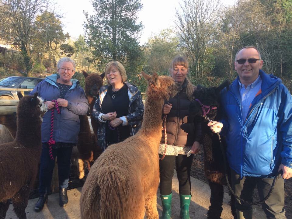 Fantastic walks this weekend thanks to everyone who made it so enjoyable. #alpacawalking #trekking #devon #lambing