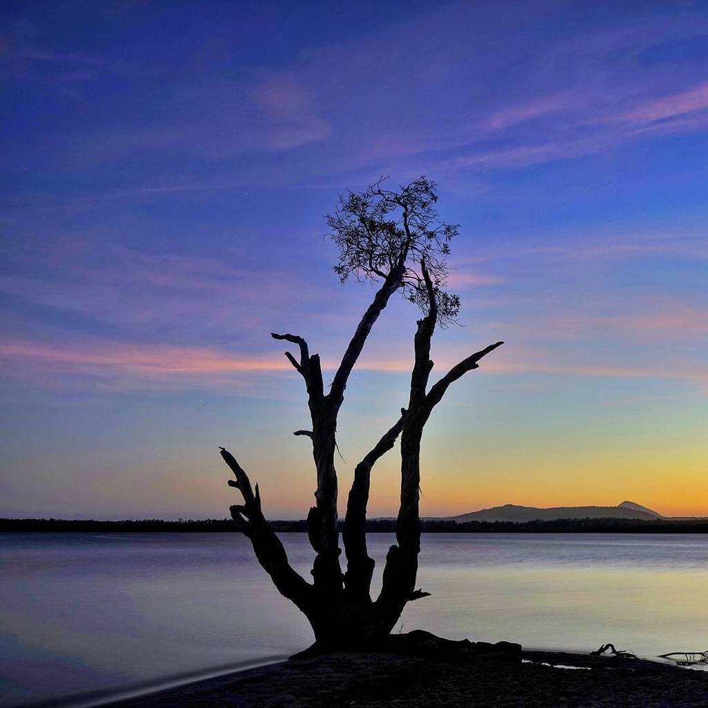 KeiranLusk's tweet photo. My new favourite tree. Lake Cootharaba, #BoreenPoint. Hope you're having a good Monday. Ki… https://t.co/l9Y7qKCMAa https://t.co/0t0h92V26F