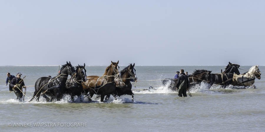 Morgen, 21-2 om 16:30 uur is er weer een demonstratie van de paardenreddingboot op #Ameland <a href="/wadfotografen/">WADDENFOTO'S</a> <a href="/KNRM/">KNRM</a> <a href="/dezeekust/">De Zee Kust -DZK-</a> <a href="/vvvameland/">VVV Ameland</a>