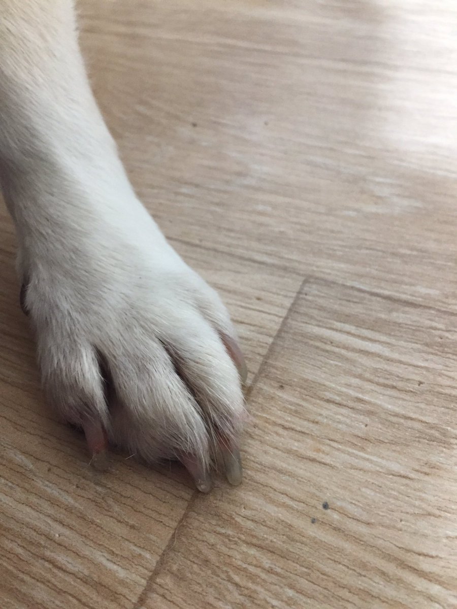 @malangmello 이 개가 관리받은 개인지 의심이 들기 시작했어... 이 발톱이 관리받은 강아지의 발톱 맞아?ㅠㅠ
