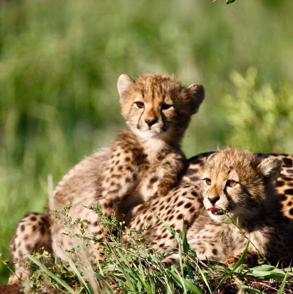 Gorgeous cheetah cub sighting near @MavelaKZN photographed by Daniel Hjalmarsson. thisiskzn.co.za/project/mavela… #Wildlife #Safari #SouthAfrica