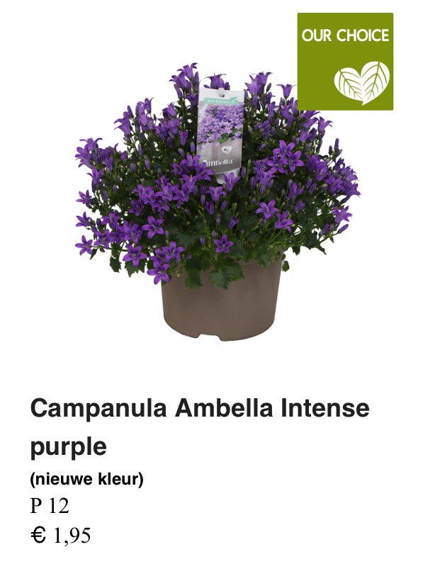 Schoneveld_NL's tweet photo. Deze week onze genetica @byWaterdrinker "our choice", Campanula Ambella Intense purple
#campanula #ambella https://t.co/QnboRGAdXd