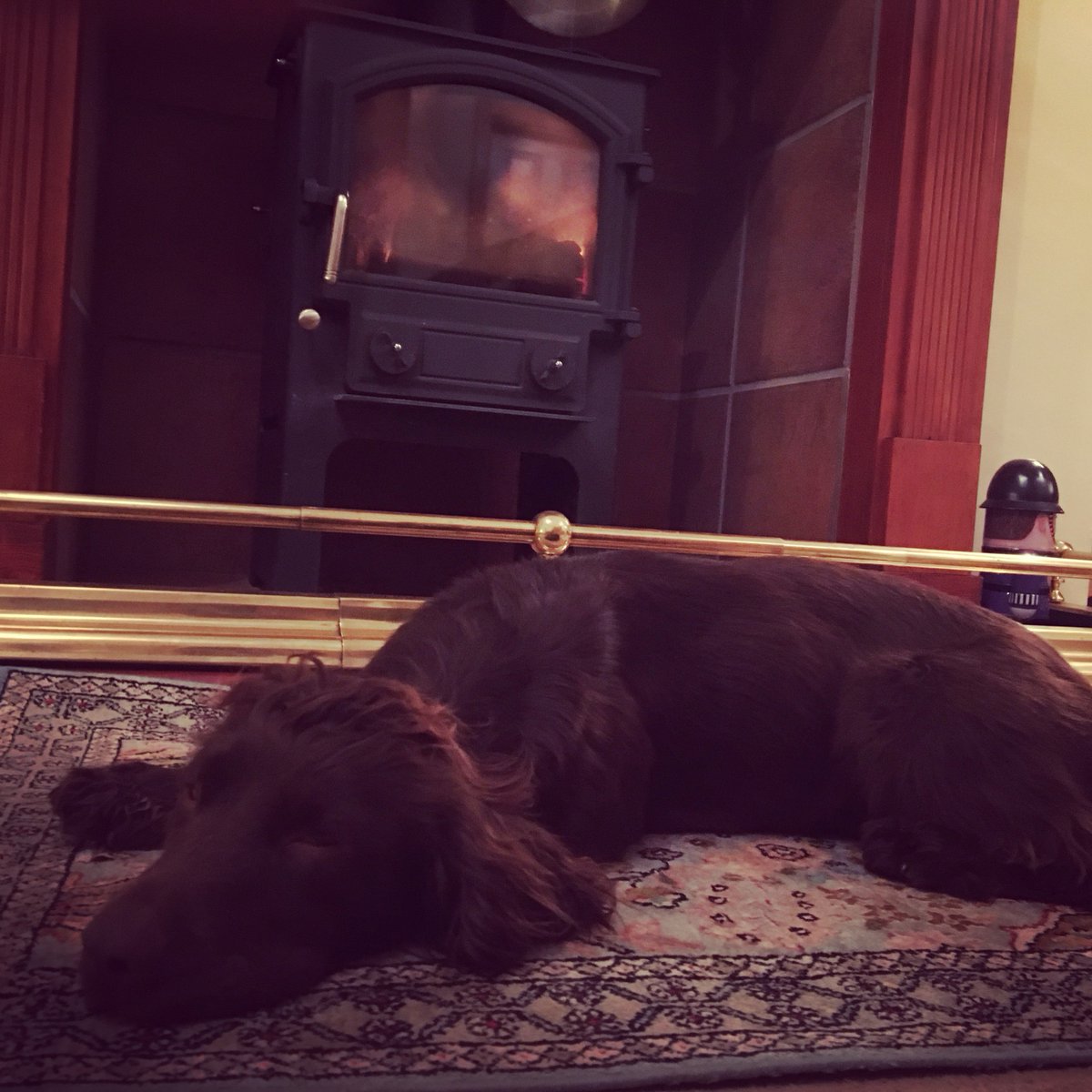 WestpointExeter's tweet photo. We're showing off our furry friends today in celebration of #NationalLoveYourPetDay. Introducing the Dogs - Hendrix, Fern &amp; Aggie! https://t.co/DDtVF5PrJk