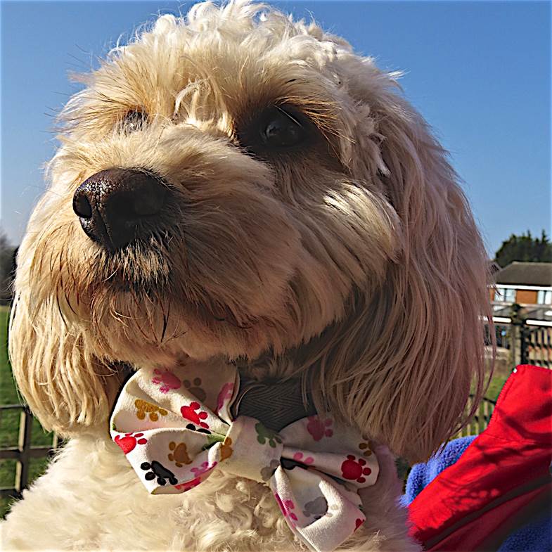 DerianHouse's tweet photo. It's #NationalLoveYourPetDay - why not treat them at Wags &amp; Wellies in March? They get a bow-tie for taking part!  https://t.co/TfyQjgvcR0 https://t.co/05YlXJPQZ6