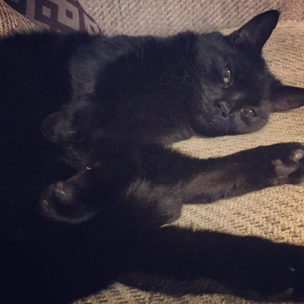 MotivatedMumUK's tweet photo. Going to be a late night working. I have my buddy to keep me company while  everyone else sleeps #workfriend #freelancer #blackcat https://t.co/2icgwas5vJ