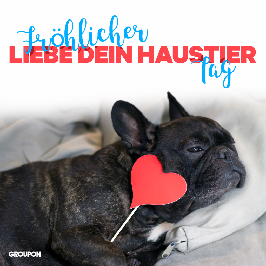 groupon_ber's tweet photo. Den heutigen Tag widmen wir den besten Freunden des Menschen. 🐶🐱🐰 #Haustiere #Liebe https://t.co/J6nXEiqUi3