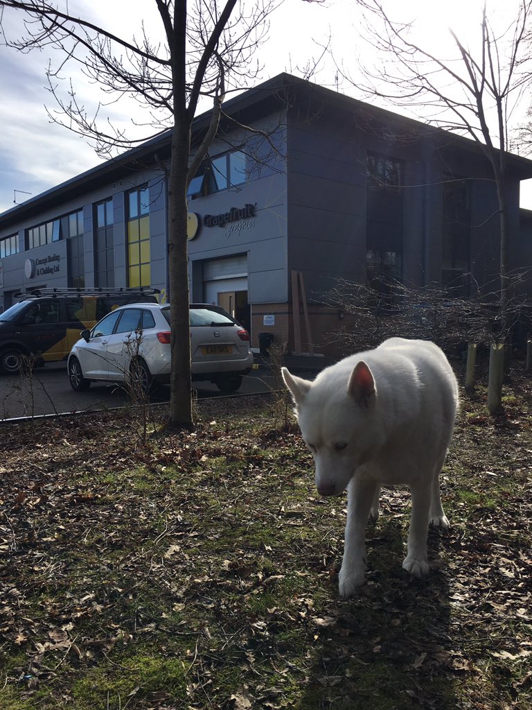 grapefruitgroup's tweet photo. She may refuse to pose for our photos, but we still love her! Meet Yuki. #NationalLoveYourPetDay #DogsofGrapefruit https://t.co/9jnIfcaXz9