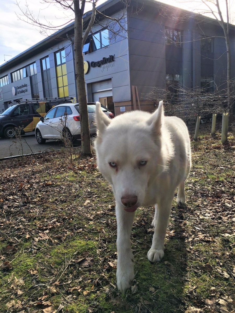 grapefruitgroup's tweet photo. She may refuse to pose for our photos, but we still love her! Meet Yuki. #NationalLoveYourPetDay #DogsofGrapefruit https://t.co/9jnIfcaXz9