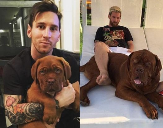 Það sárvantar meiri umfjöllun um hunda fótboltamanna á twitter. Messi á t.d. þennan franska Mastiff. #fotboltinet