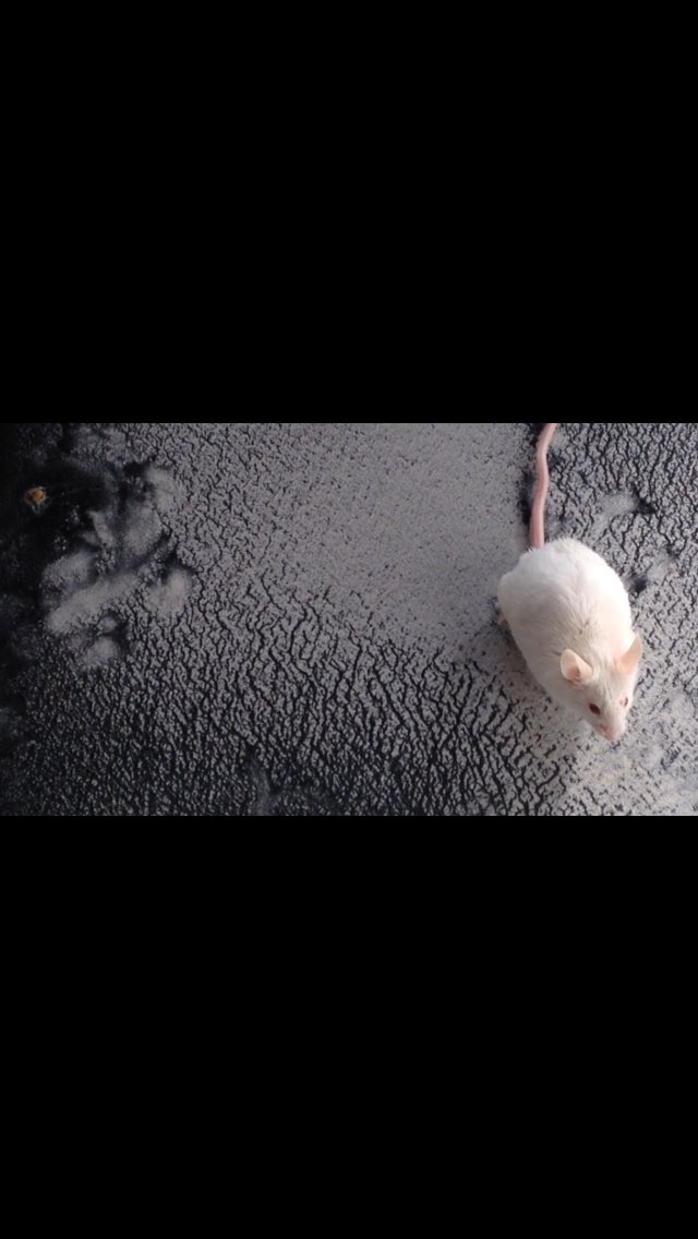 Snowy the #mouse has been helping me with my #painting using #chalk #Margate for show <a href="/LSGMargate/">LombardStreetGallery</a>