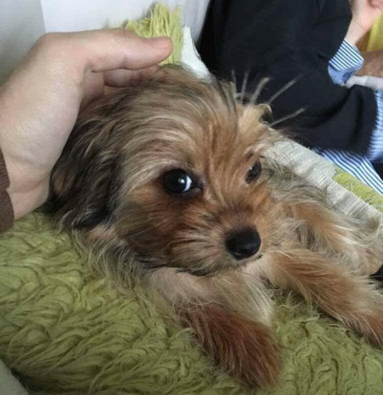 LostboxNE's tweet photo. A little dog ran off scared yesterday in Sacriston #Durham. She ran off after owner had a fall. Please RT! 
https://t.co/0n3V9D7pG8 https://t.co/OeIkN75XEf