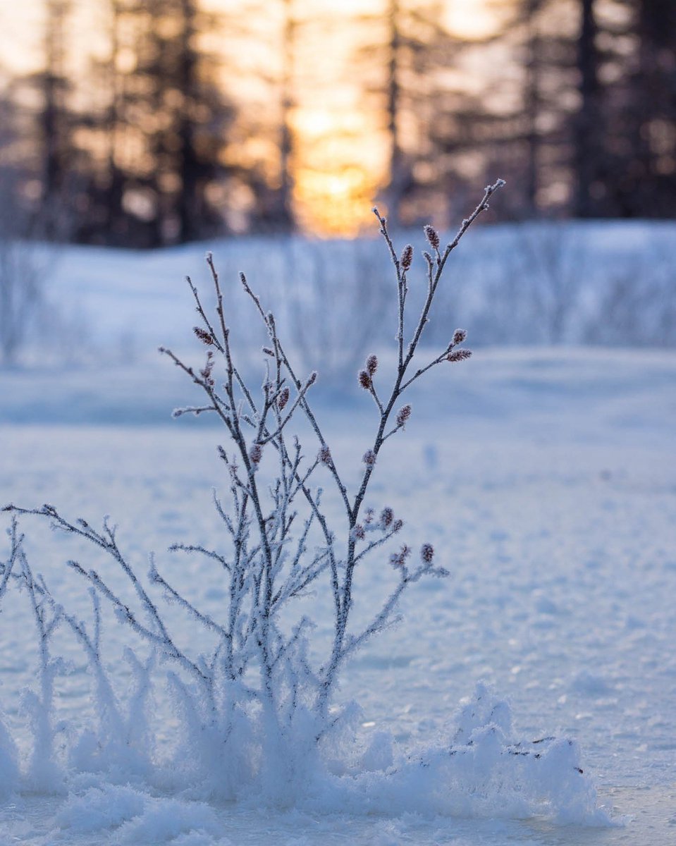 zette483's tweet photo. Нежные краски нарождающегося дня. р.Неурчан

#красота_россии #природароссии #природапрекрасна #магадан #колыма #дальнийвосток #зима #мороз https://t.co/6Ga99iCLPv