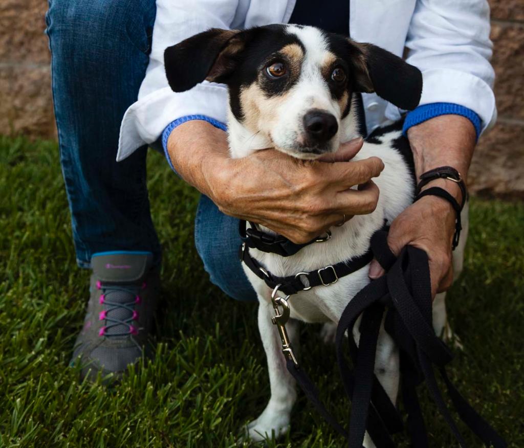 petsmart free adoption kit