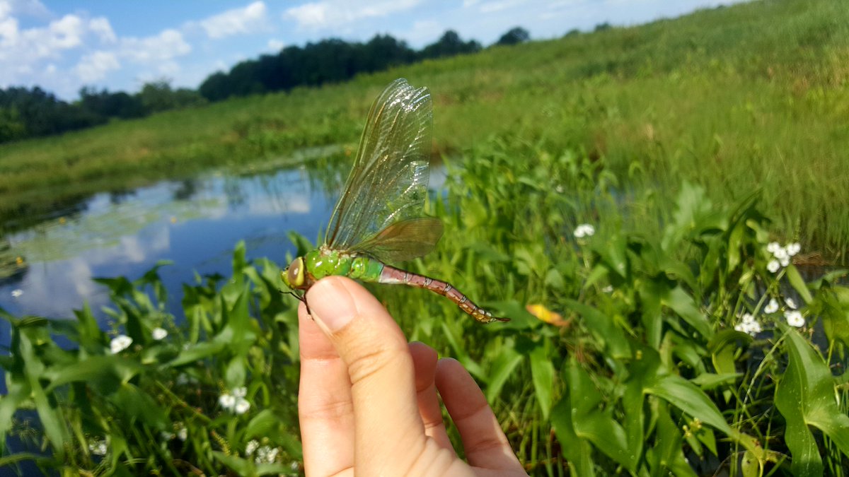 amithompson's tweet photo. Help me with my research! Tell me when you see your first Common Green Darner this spring! #citizenscience #climatechange #marchforscience https://t.co/SZbzlBFNIL