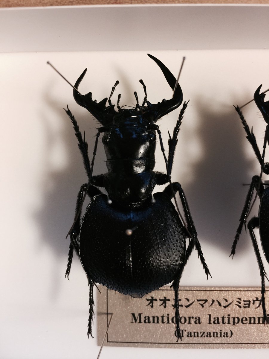 【標本】オオエンマハンミョウ オオエンマハンミョウ ♂ Manticora scabra 〈Mtwara , タンザニア産