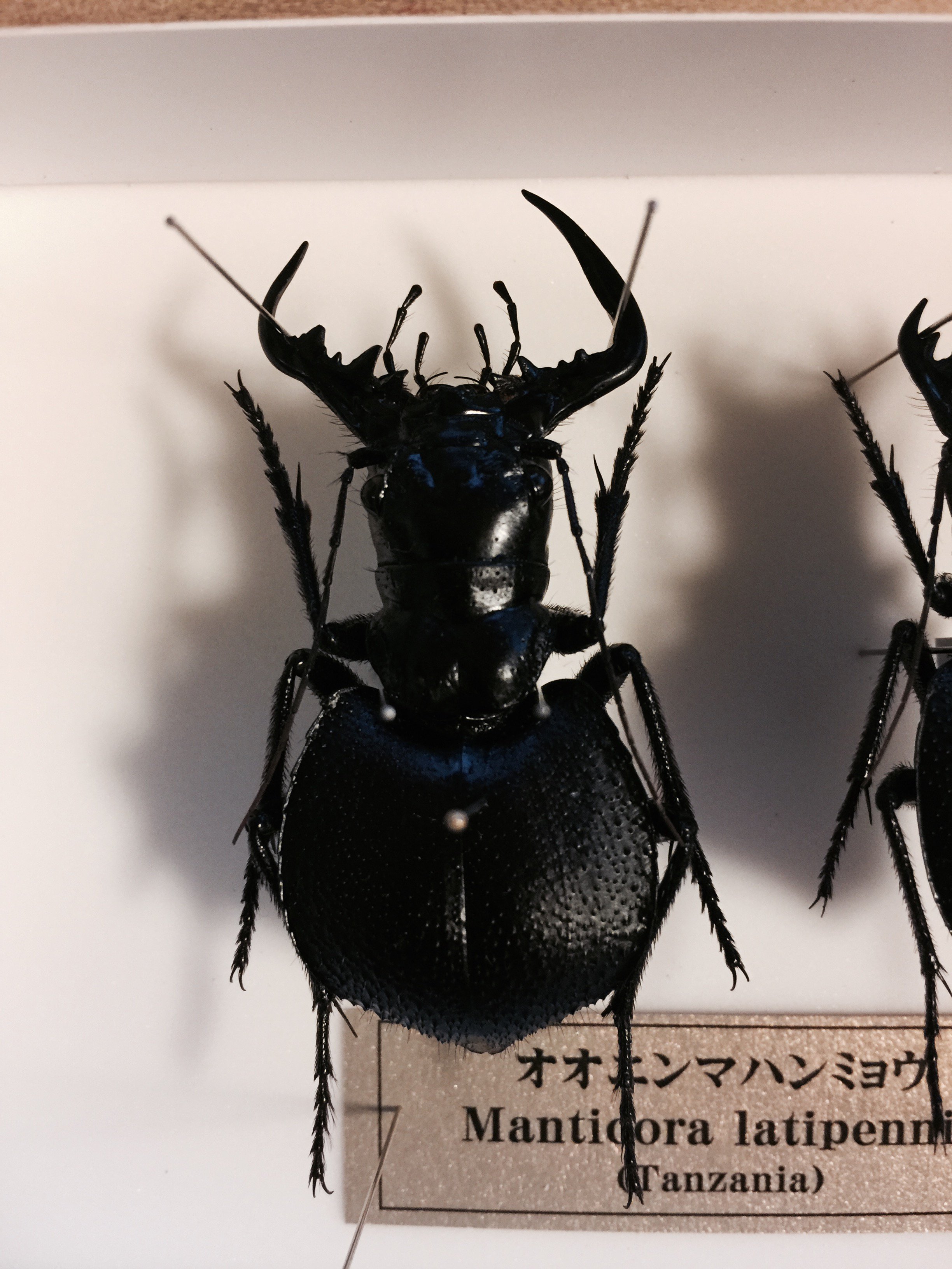 オオエンマハンミョウ 立体標本(虫類)｜売買されたオークション