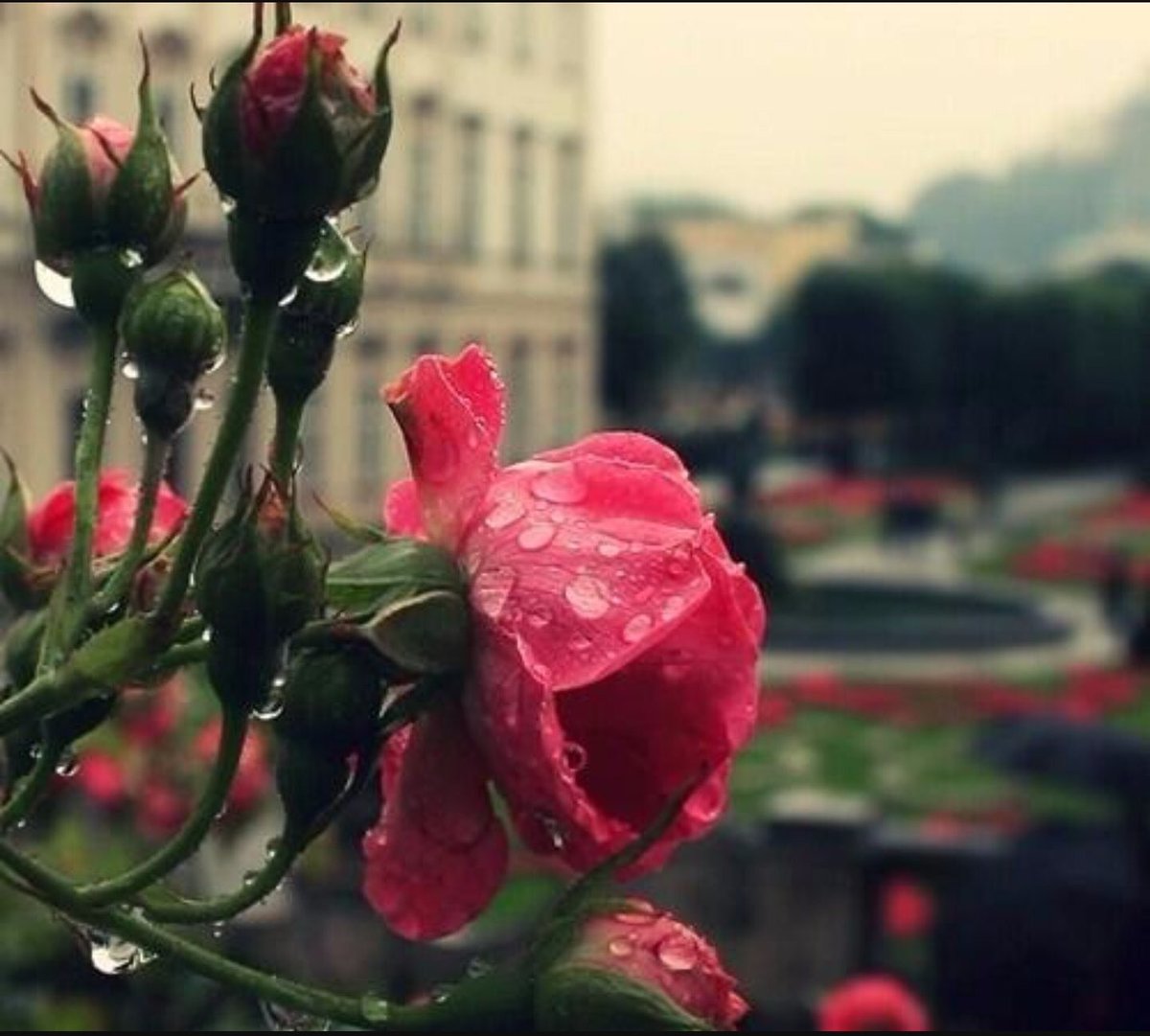 90000b's tweet photo. الاهتمام
هي لغه لا تكتب ولا تقرا
ولكن بإمكانها أن تخبرك
كم يحبك ذاك الشخص 🌺🍃
:
#صمتي_جوابي࿐ https://t.co/kxS7odNvYC