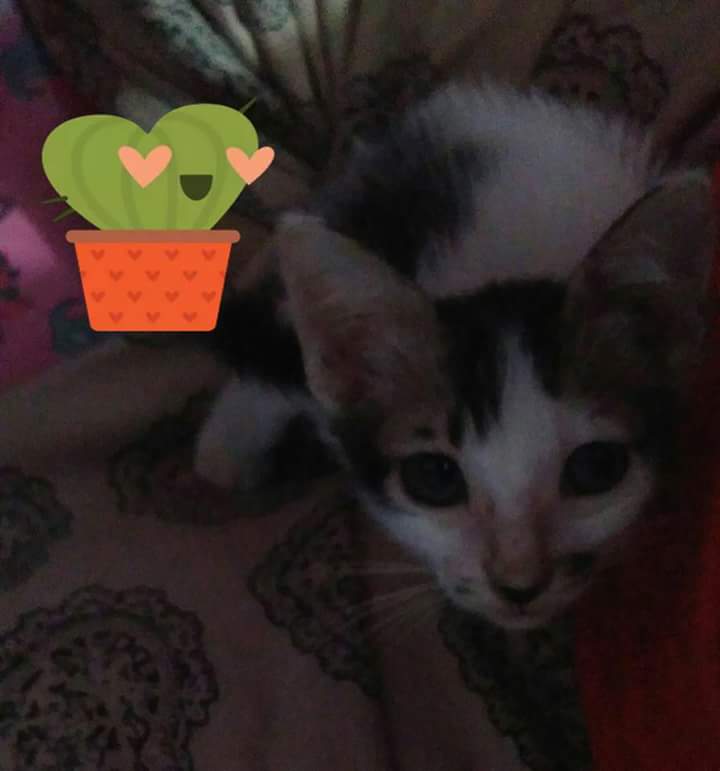 HafiezLily8385's tweet photo. Kau pergi jua... 😭😭💔
#B@pokpok #12nov2016~20feb2017
#kesayangan #cat #aimcatlover https://t.co/ExpkD2CoU9