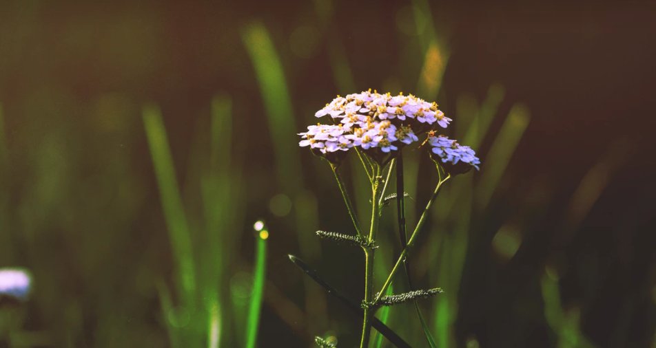 baileytools's tweet image. Here's to enjoying a little preview of Spring sorta Presidents Day Louisville! Hope you all enjoy.